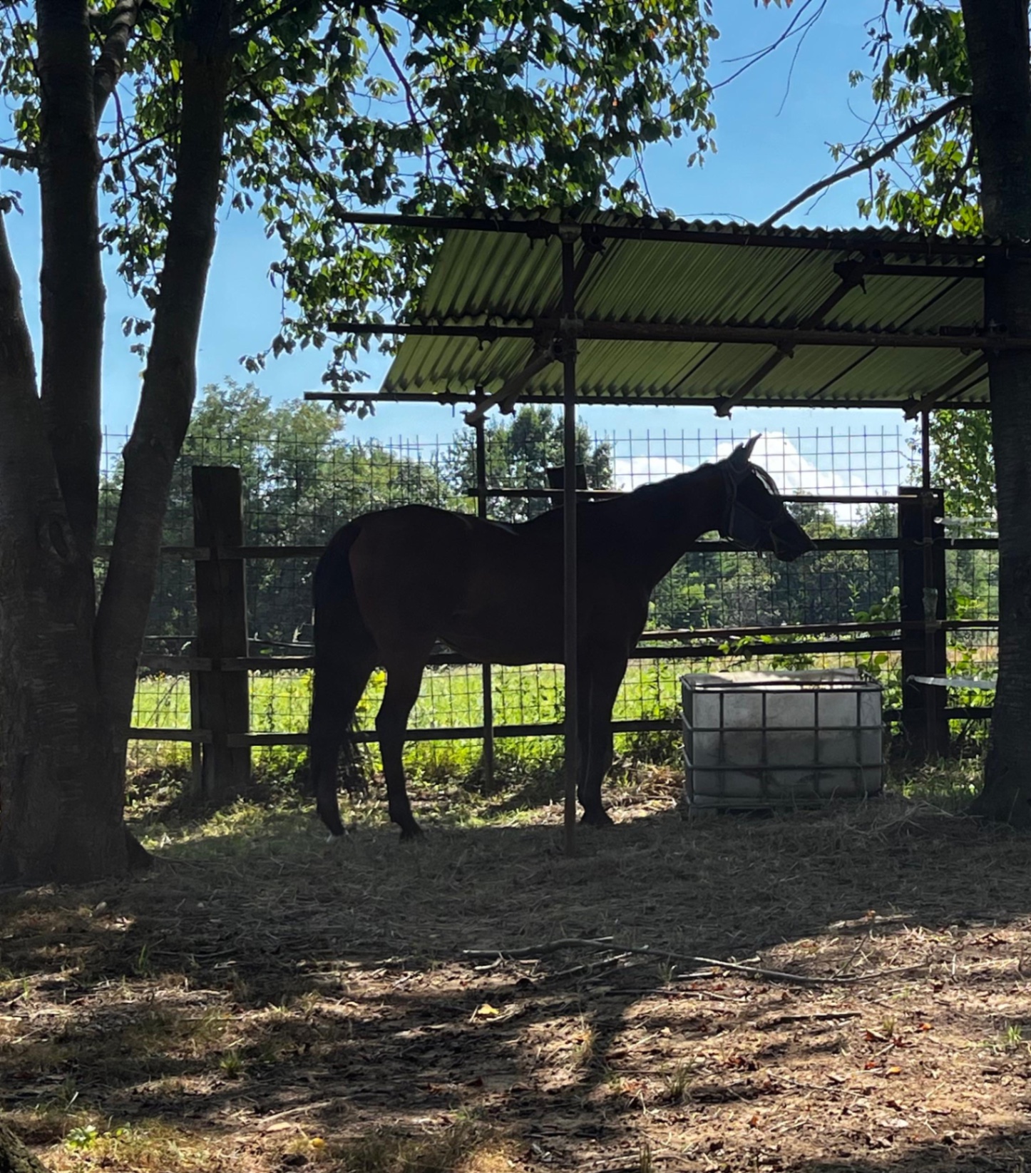 Cavallo all'ombra sotto la tettoia in paddock