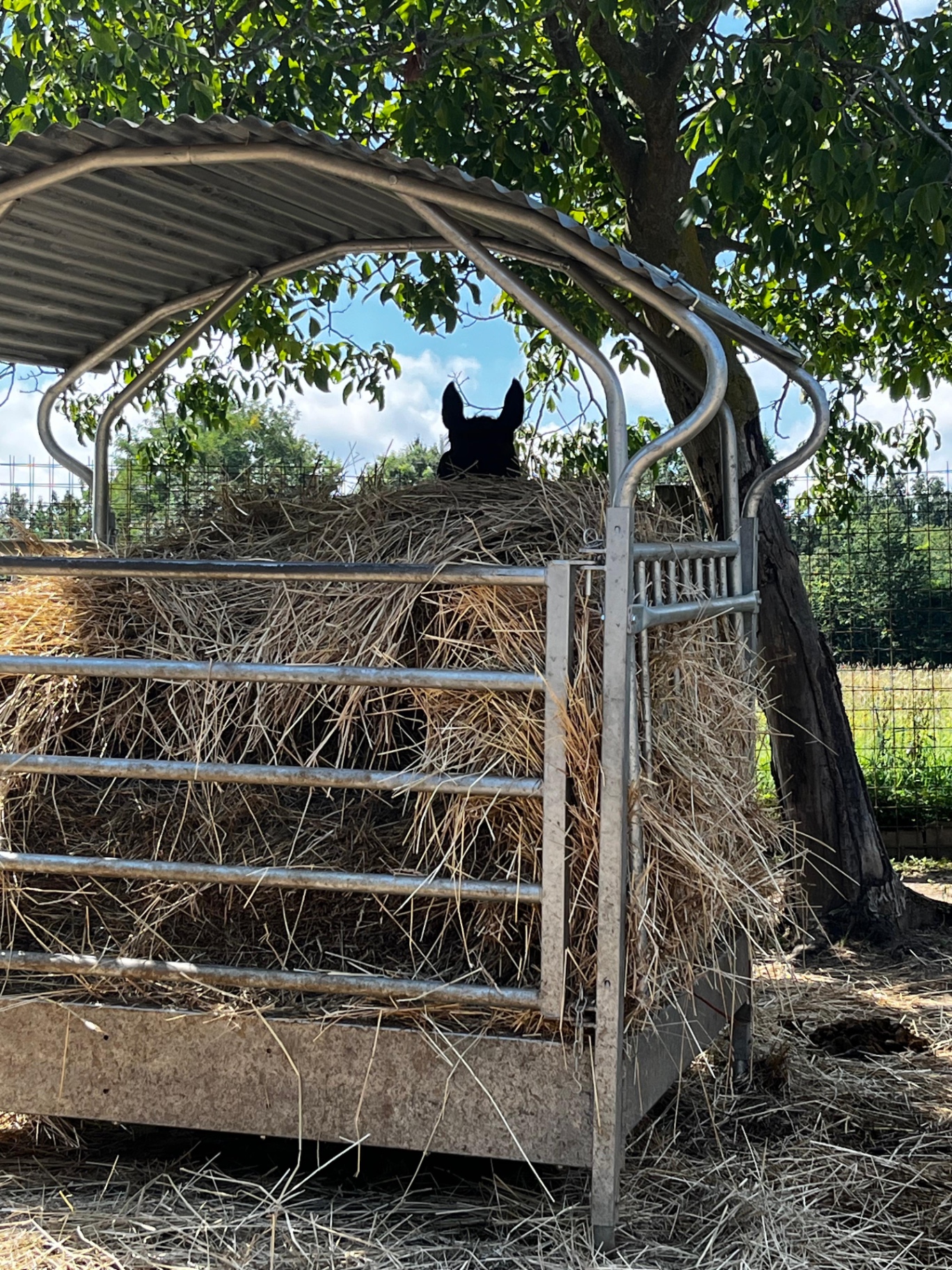 Cavallo curioso dietro la rastrelliera del fieno