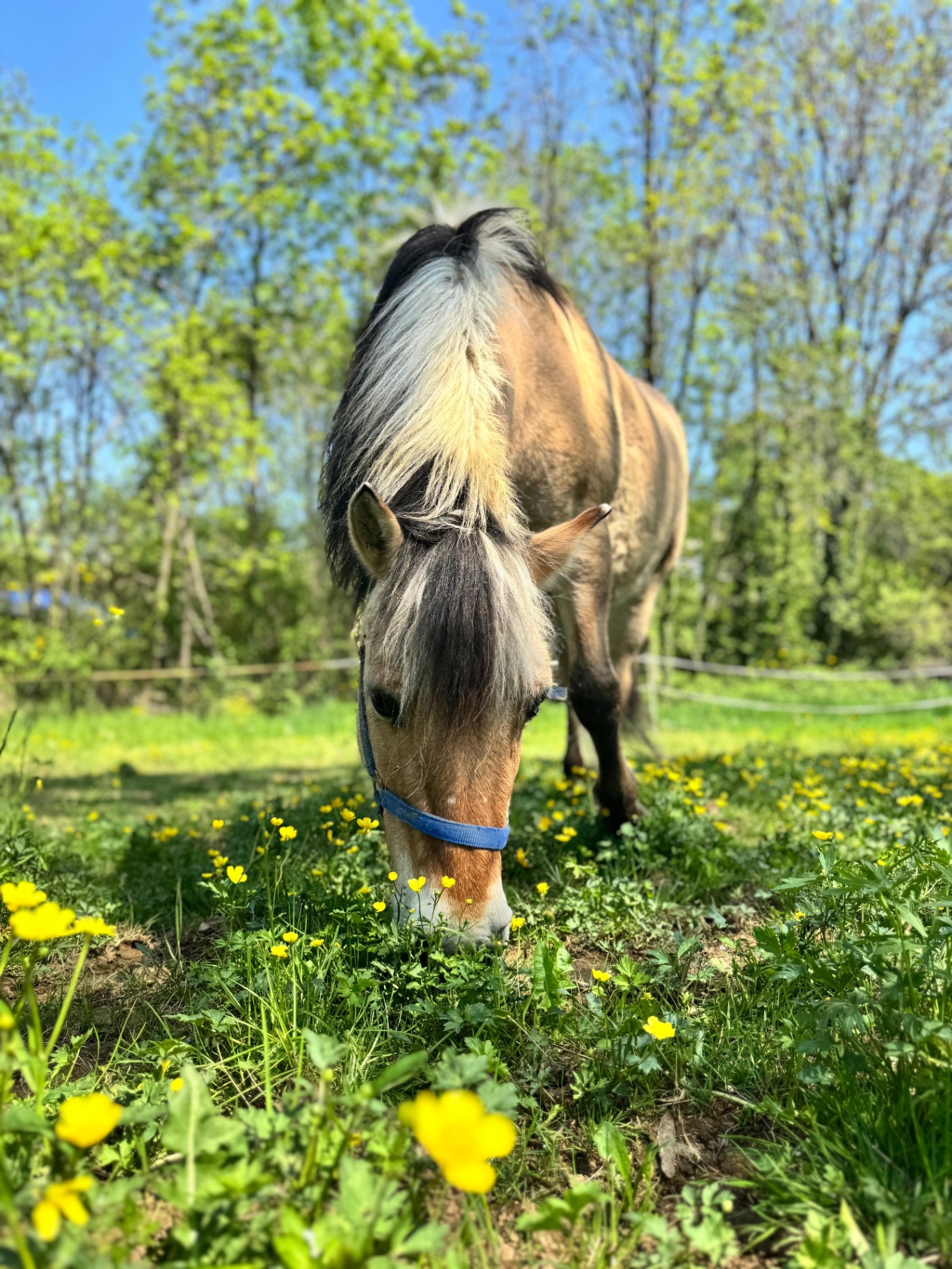 Cavallo Fjord che pascola tra i fiori di campo