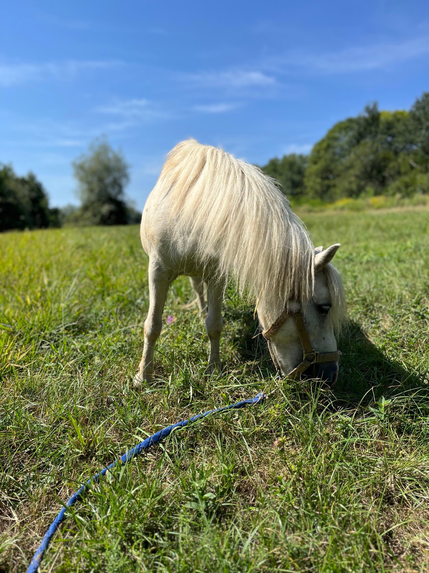 Pony bianco al pascolo nei prati della Vauda