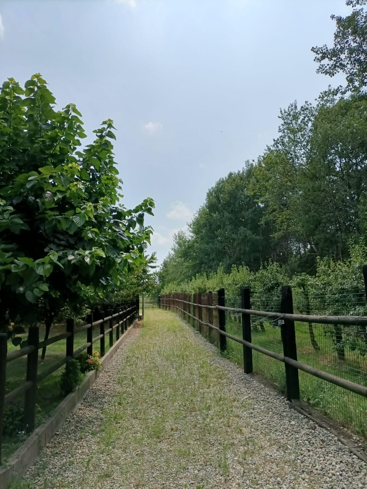 Vialetto di accesso alla scuderia tra le siepi